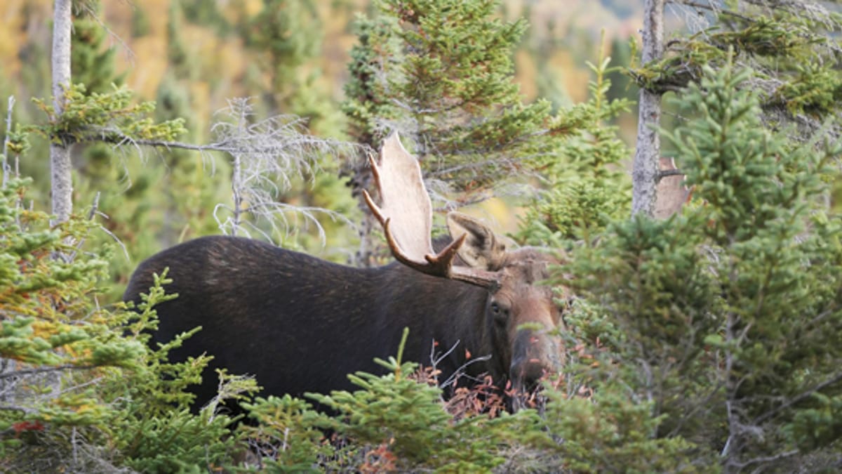 Maine Moose Lottery