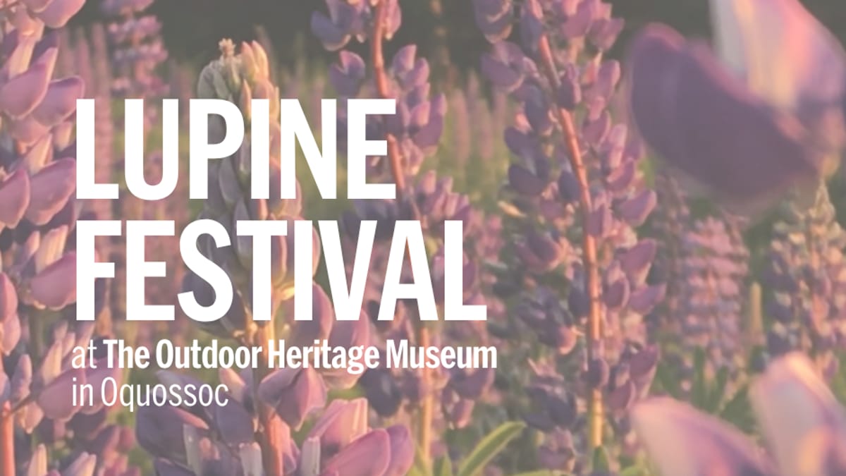 Lupine Festival (Oquossoc)