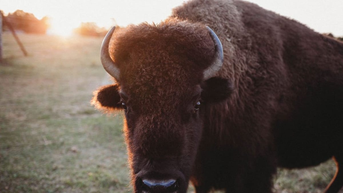 Hackmatack Open Farm Days: Fall Fest