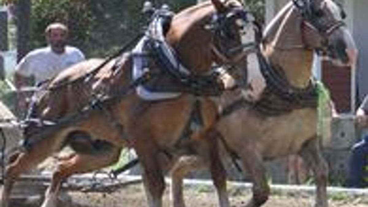 Deerfield Valley Farmers Day