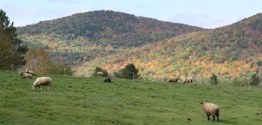 Wool Arts Tour NH 2026