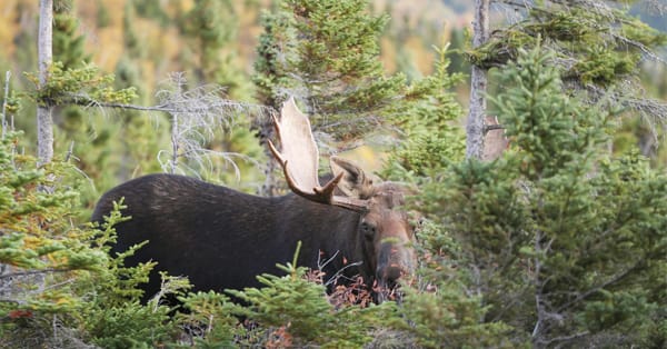 Maine Moose Lottery