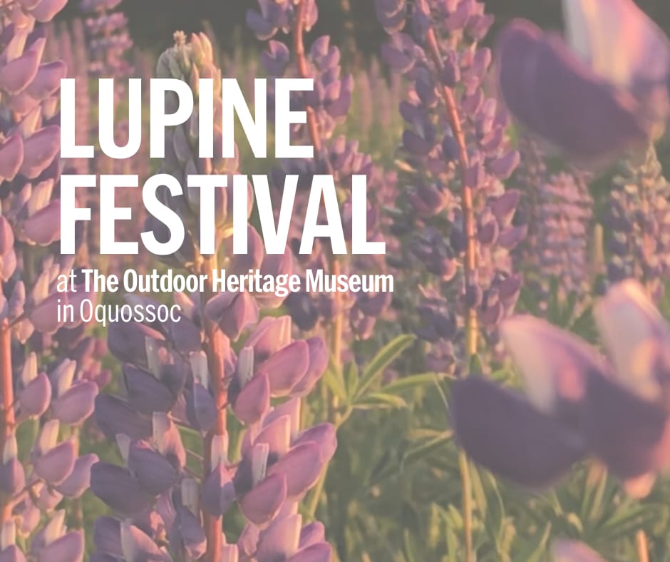 Lupine Festival (Oquossoc)