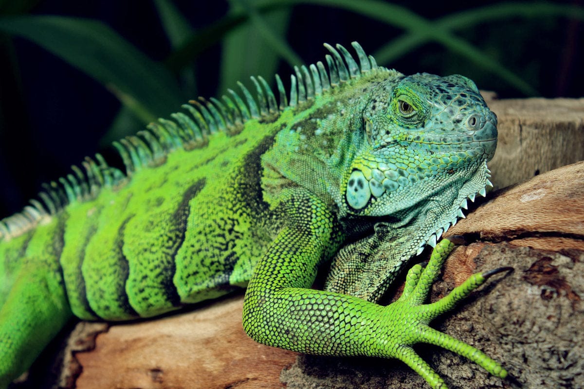 Massachusetts Reptile Expo 2026
