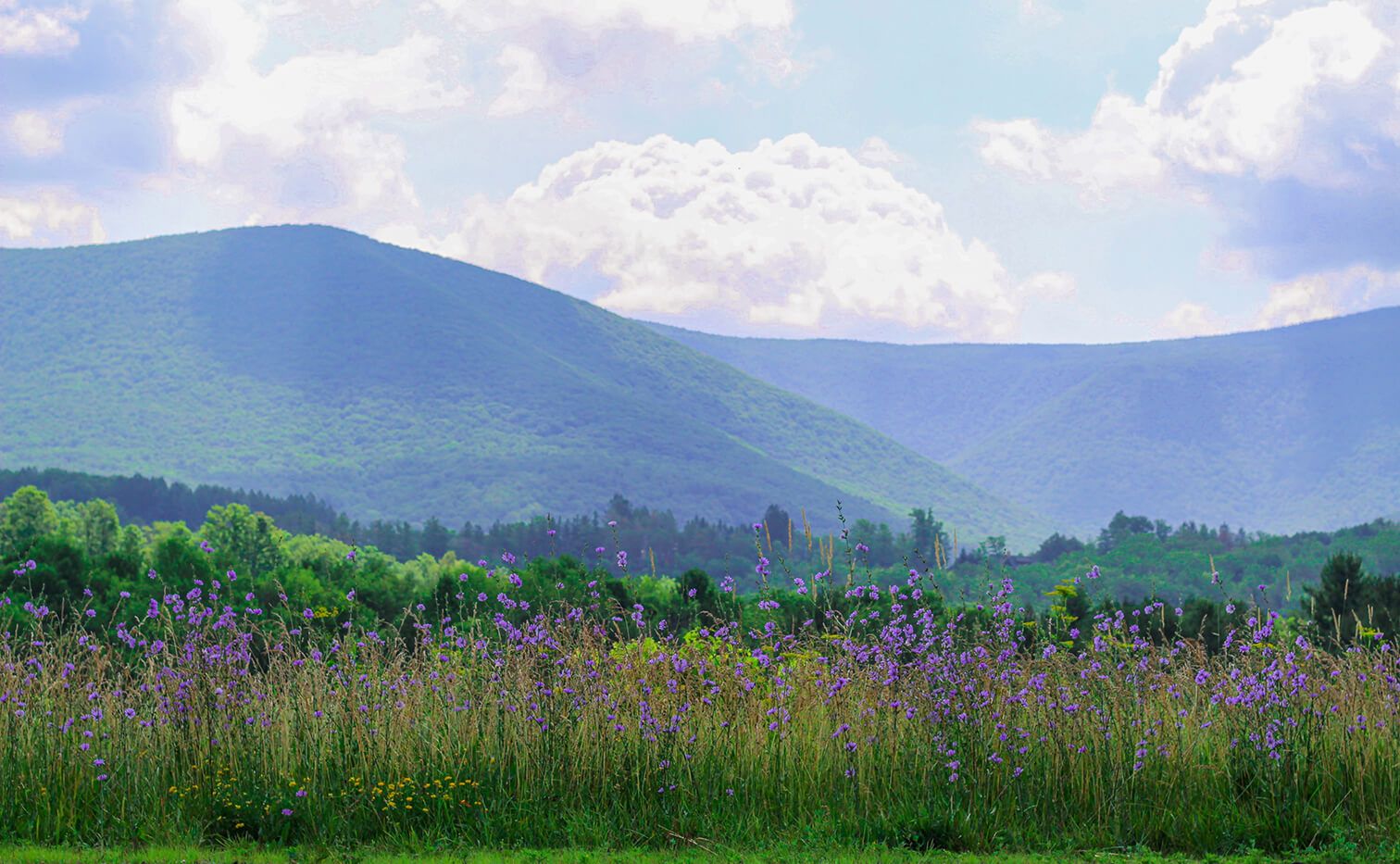 North Adams Farmers Market — Summer 2026