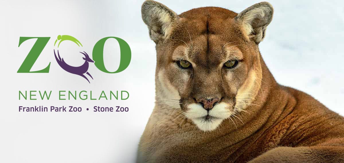 ZooLights at Stone Zoo 2026