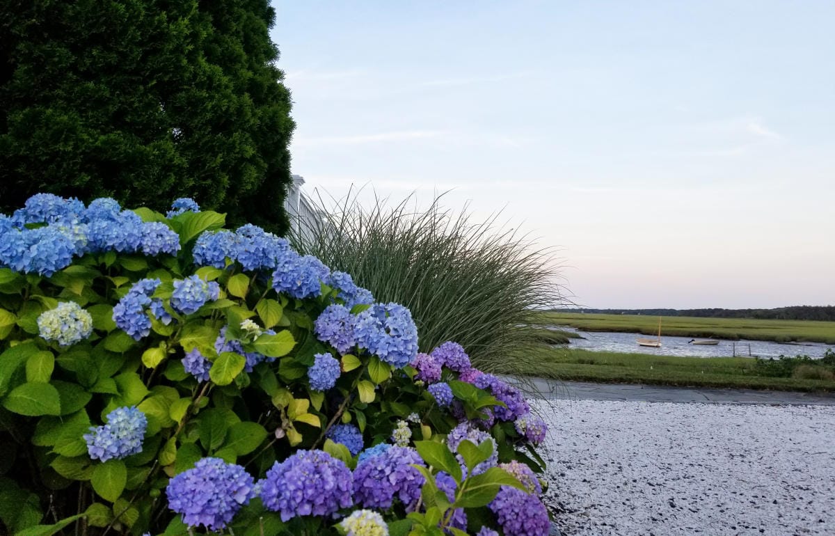 Cape Cod Hydrangea Festival 2026