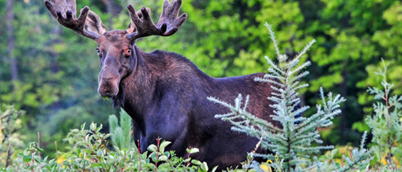 City of Caribou banner