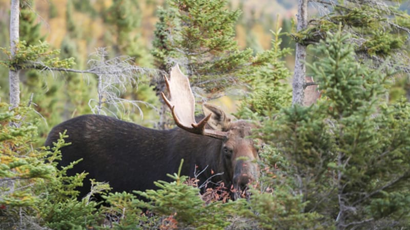 Photo of Maine Moose Lottery event