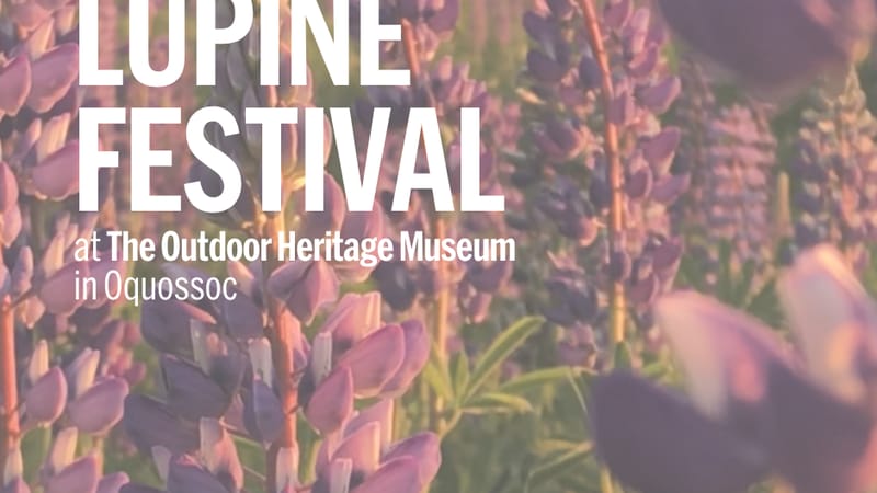 Photo of Lupine Festival (Oquossoc) event