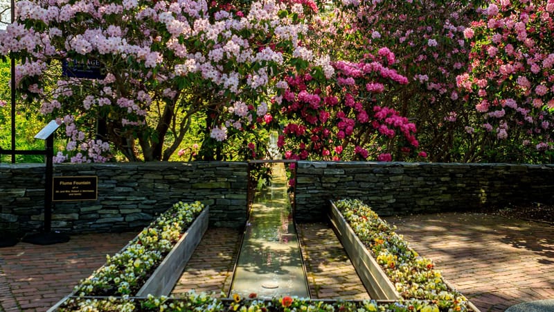 Photo of Rhododendron Festival at Heritage Museums & Gardens 2026 event