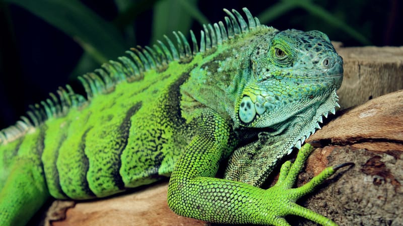 Photo of Massachusetts Reptile Expo 2026 event