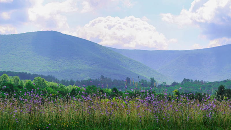 Photo of North Adams Farmers Market — Summer 2026 event