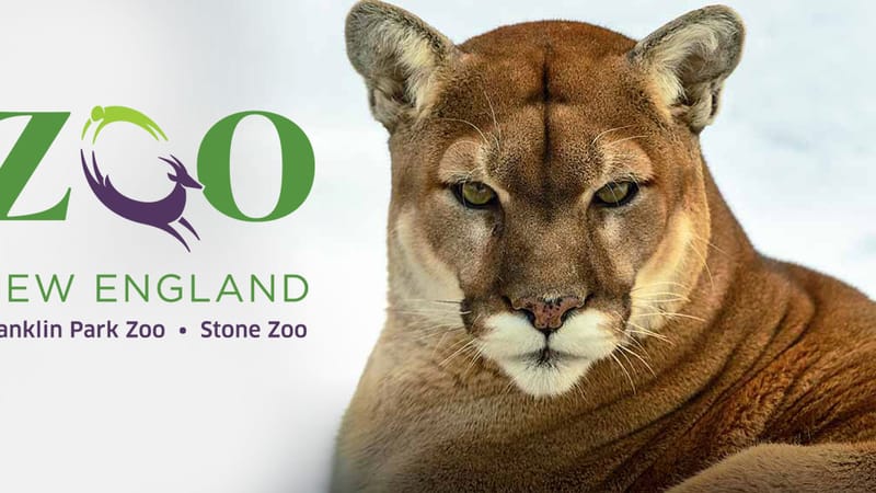 Photo of ZooLights at Stone Zoo 2026 event