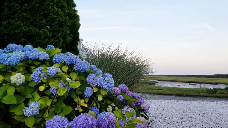 Photo of Cape Cod Hydrangea Festival 2026 event